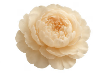 Beige peony blossom blooming with delicate petals