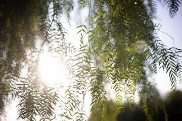 Naklejka premium Vines with sun glow