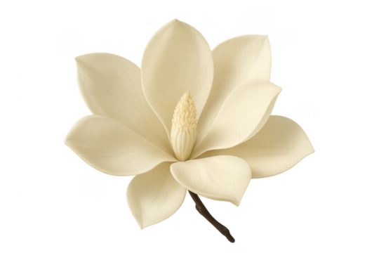 White magnolia flower blooming transparent background