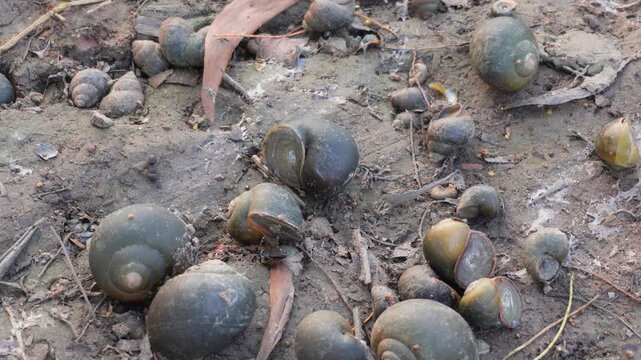 Cluster of freshwater snail shells scattered on muddy ground in dried wetland area