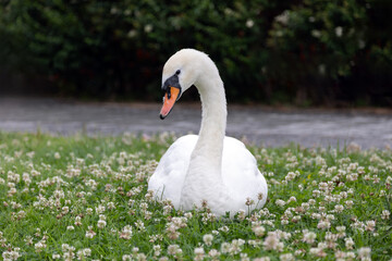 Cigno bianco accovacciato sul prato fiorito