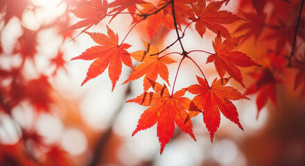 Close-up of vibrant orange maple leaves on branch, illuminated by sunlight, representing autumn, change, and nature's cycle, ideal for seasonal theme