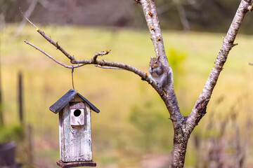 Eastern gray squirrel (Sciurus carolinensis) sitting on a tree branch near a birdhouse,