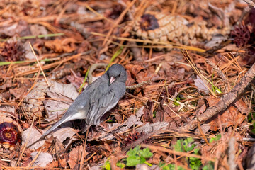 Serial: Dark-eyed Junco (Junco hyemalis) – bathing and preening after bath