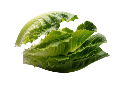 Extreme macro close-up of an emerald-green butter lettuce leaf, deconstructed and torn, revealing moist, dewy layers with water droplets and translucent veins on a transparent background, scientific
