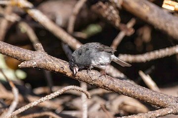 Serial: Dark-eyed Junco (Junco hyemalis) – bathing and preening after bath