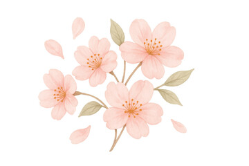 Cherry blossom flowers with watercolor effect on transparent background