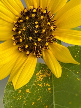 sunflower close up with pollen sprinkles