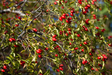 Rosehip on the rosa canina bush b in early spring, ready for harvest. Lots of red healthy berries.