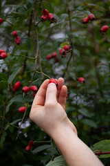 Rosehip on the rosa canina bush  in early autumn, ready for harvest. Lots of red healthy berries, foraging for wild food.