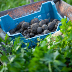 Violet potato vitolette, green celery leaves and sweetcorn  -  the harvest of homegrown garden vegetables.