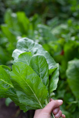 Giant spinach leaves in the ecological garden -  hervest time.