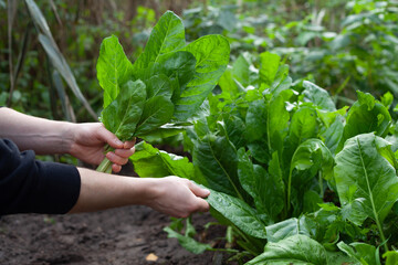 Giant spinach leaves in the ecological garden -  hervest time.