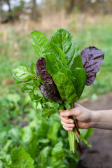 Giant spinach leaves in the ecological garden -  hervest time.