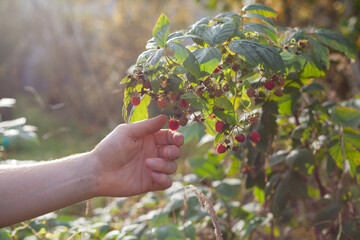 Raspberry plant, Rubus idaeus with red fruit in the European woodland -  collecting wild fruit for the traditional medicine and preserves.