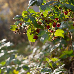 Raspberry plant, Rubus idaeus with red fruit in the European woodland -  collecting wild fruit for the traditional medicine and preserves.
