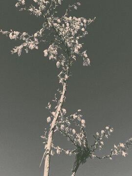 yucca bloom in grayscale