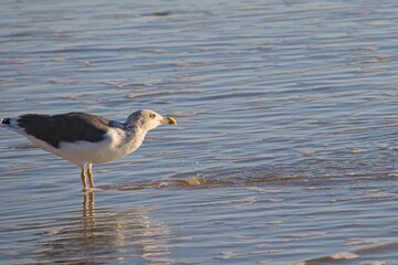 seagull at a beach in andalusia