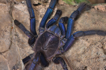 Closeup picture of an iridescent blue specimen of the Vietnam blue tarantula Chilobrachys dyscolus photographed in its biotope in Kep, Cambodia.