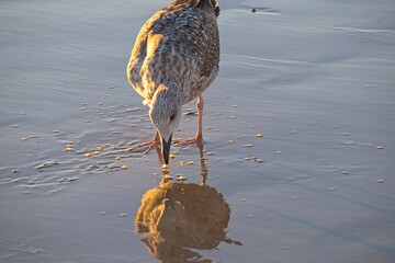 seagull at a beach in andalusia