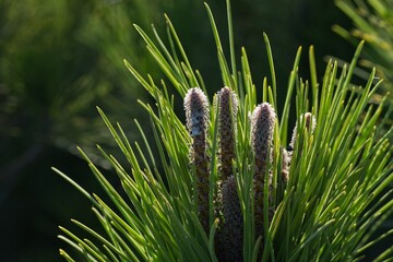 landscape in the Donana National Park in Andalusia