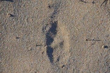 animal tracks in the Donana National Park in Andalusia