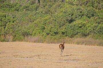 deer in the Donana National Park in Andalusia