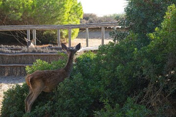 deer in the Donana National Park in Andalusia