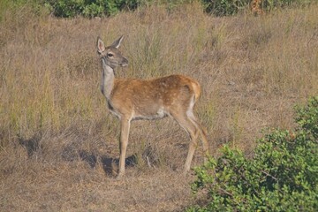 deer in the Donana National Park in Andalusia