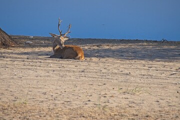 deer in the Donana National Park in Andalusia