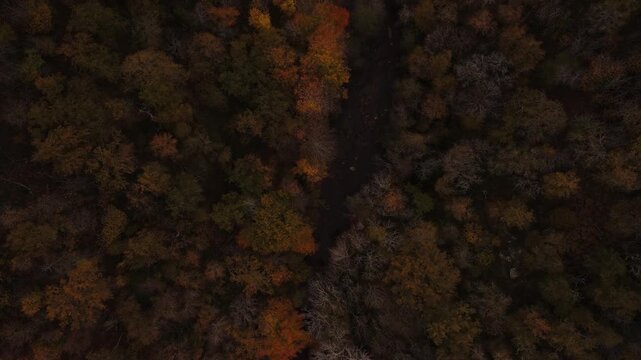 Langsamer Drohnen Flug - Luftaufnahme - &uuml;ber dem herbstlichen Wald