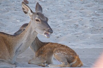 deer in the Donana National Park in Andalusia