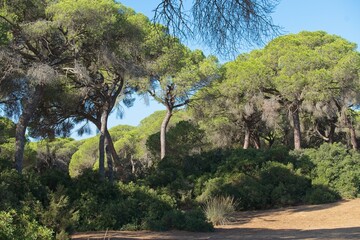 landscape in the Donana National Park in Andalusia