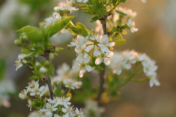 fiori di prugnolo in primavera al tramonto