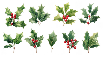 Collection of holly leaves with red berries isolated on transparent background