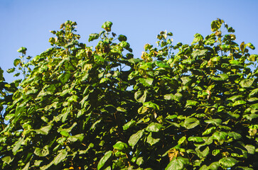 Beautiful foliage creates natural green background against a vibrant blue sky, perfect for spring and summer designs or nature-themed projects outdoors