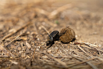 Dung beetle (Geotrupes stercorarius): a beetle of the dung beetle family, subfamily Geotrupinae. Rolling dung balls, which it buries in the ground as food for its offspring