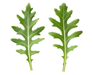 arugulas isolated on transparent white background full depth of field clipping path 