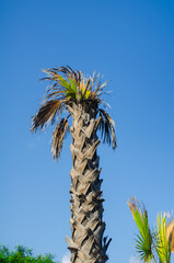 Dreaming of tropical getaways with a stunning palm tree against a vibrant blue sky, perfect for travel blogs and summer promotions