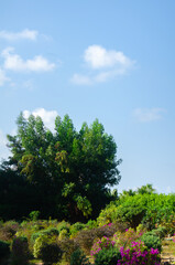 Breathe in the Fresh Air with Lush Green Trees and a Bright Blue Sky, Perfect for Nature Lovers and Outdoor Enthusiasts Seeking Serene Escapes