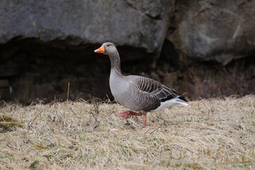 Wildgänse auf Island im Frühjahr