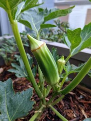 Obraz premium Lush Okra Growing in a Container Garden on a Balcony: A Fresh Take on Urban Gardening