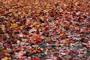 full frame beautiful and vibrant fallen red maple tree leaves on a lawn. seasonal autumn background with copy space. thanksgiving or change abstract concepts.  raking or fall cleanup. scenic landscape