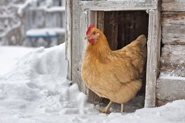 Buff Orpington Hen at Winter Coop Entrance Surrounded by Snowy Landscape