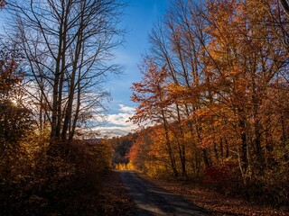 Stunning autumn foliage paints the forest road with vibrant color, creating a peaceful and scenic drive on a beautiful fall day