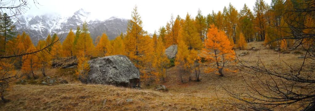  Anamorphic Lens - Foliage on Alpe Devero in Italy.
