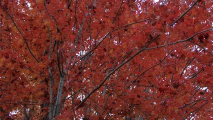 Fototapete Rund Bordeaux a tree with branches full of vibrant red and orange leaves during the fall season. beauty in nature background banner with copy space.  © Caroline