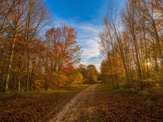 Golden hour illuminates autumn path, inviting nature walks & peaceful retreats in a vibrant forest landscape with stunning fall foliage colors