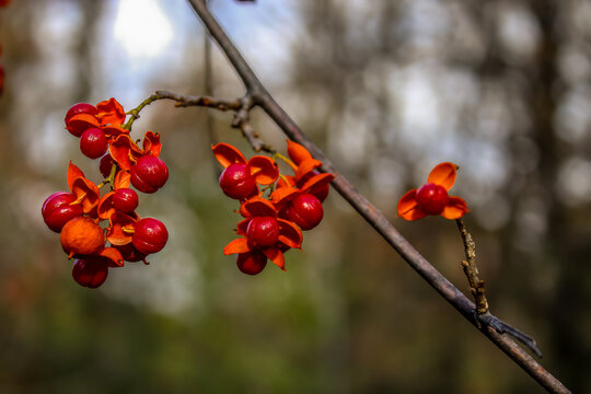 Bittersweet Berries Images – Browse 4,281 Stock Photos, Vectors, and ...