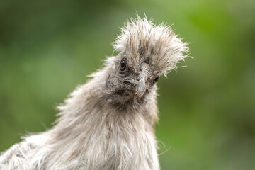 Close up of Silkie hen with fluffy plumage and curious expression, rare chicken breed with soft feathers and unique crest